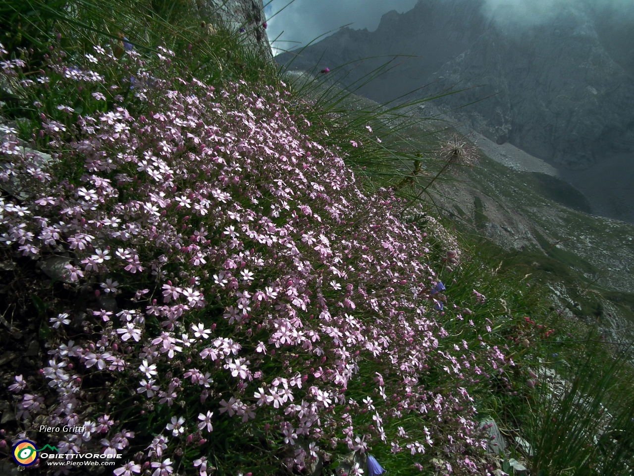 55 Silene a cuscinetto  (Silene acaulis) con vista in Mandrone .JPG